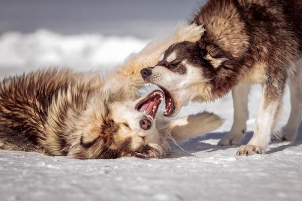 dog bite liability laws by state